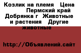 Козлик на племя › Цена ­ 1 000 - Пермский край, Добрянка г. Животные и растения » Другие животные   